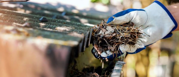Cost of Pine Needle Gutter Cleaning in Winchester